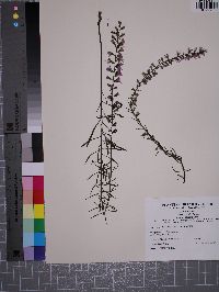 Liatris gracilis image