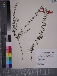 Clinopodium coccineum image