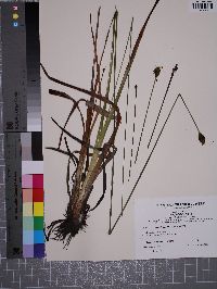 Xyris fimbriata image