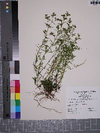 Polypremum procumbens image