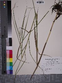 Phragmites karka image