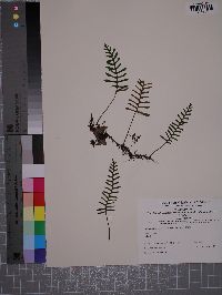 Pleopeltis polypodioides image