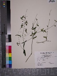 Desmodium laevigatum image