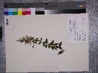 Sageretia minutiflora image