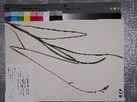 Stenanthium texanum image