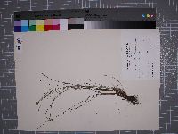 Fimbristylis schoenoides image