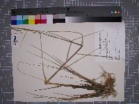 Spartina alterniflora image