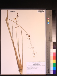 Sagittaria graminea image