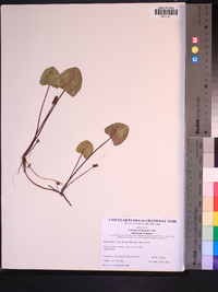 Centella asiatica image