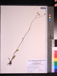 Erigeron vernus image