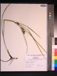 Carex aureolensis image