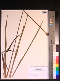 Xyris laxifolia image