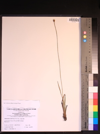 Xyris stricta var. obscura image