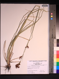 Rhynchospora elliottii image