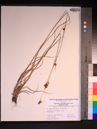 Rhynchospora fascicularis image