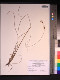 Rhynchospora fascicularis image