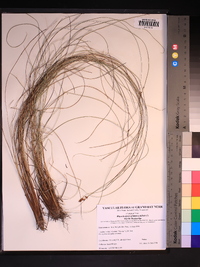 Rhynchospora plumosa image