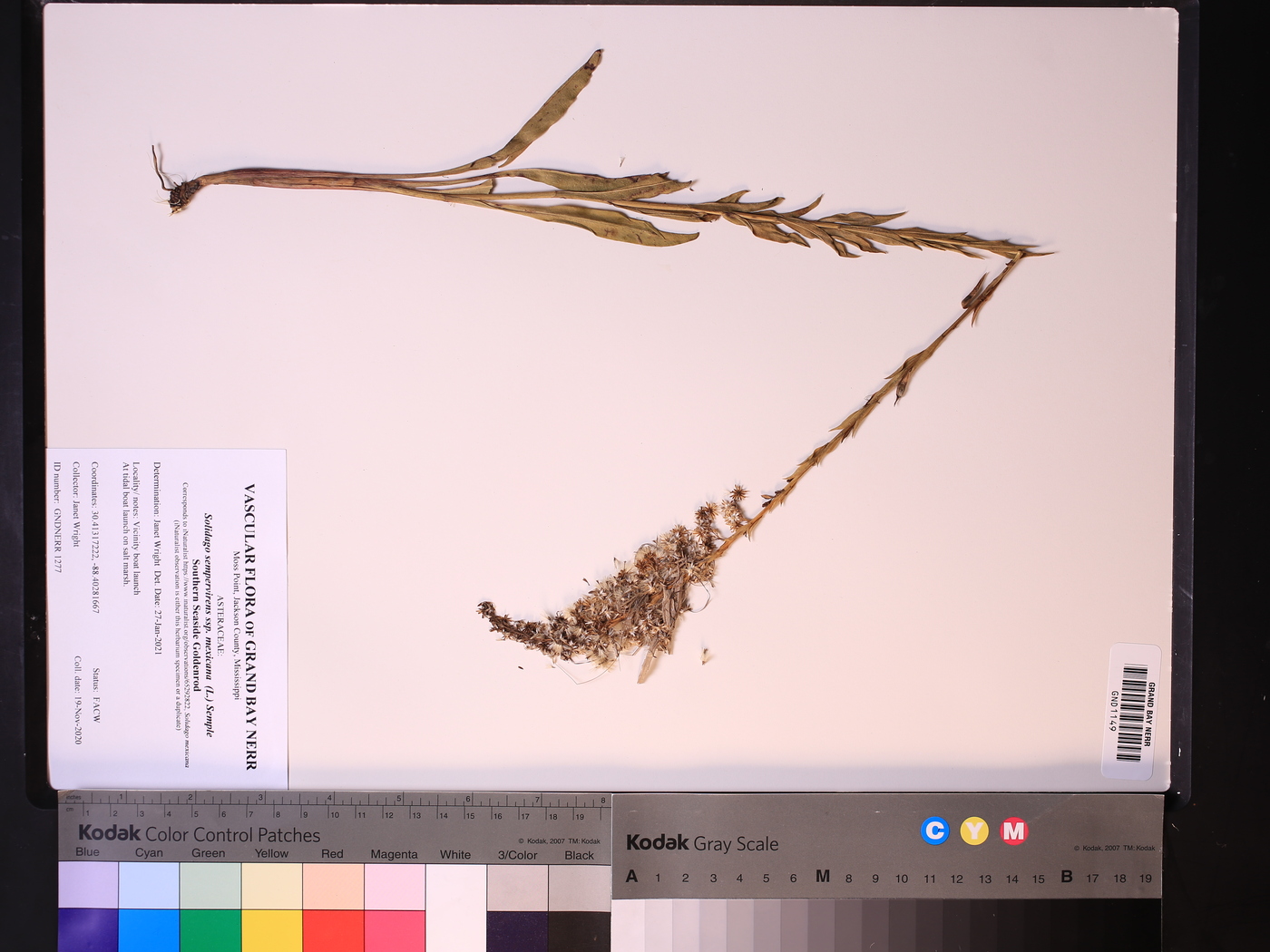 Solidago sempervirens subsp. mexicana image