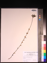 Mitreola sessilifolia image