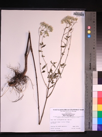 Eupatorium mohrii image