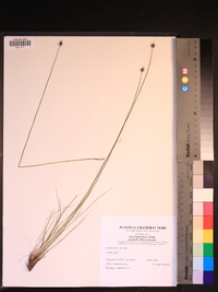 Xyris baldwiniana image