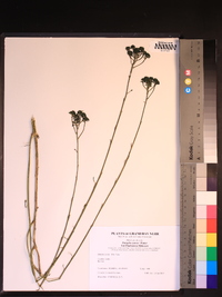 Polygala cymosa image