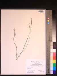 Polygala leptocaulis image