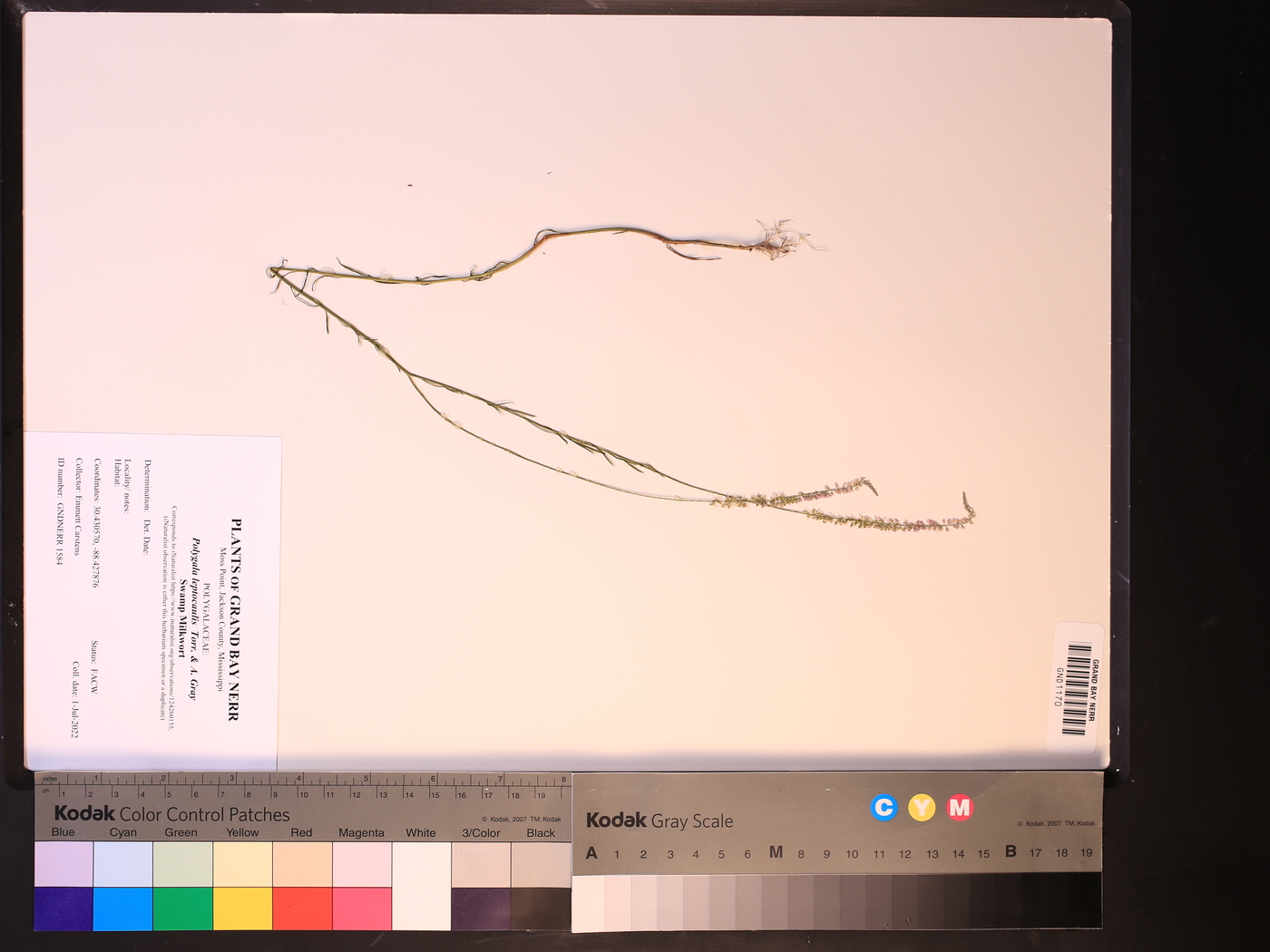 Polygala leptocaulis image
