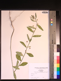 Sida rhombifolia image