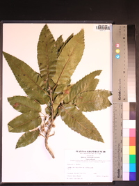 Quercus acutissima image