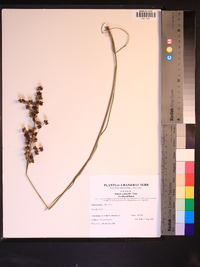 Juncus scirpoides image