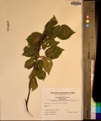 Prunus mexicana image