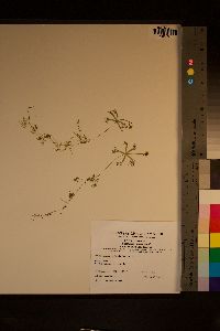 Utricularia radiata image