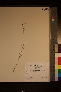 Polygala mariana image