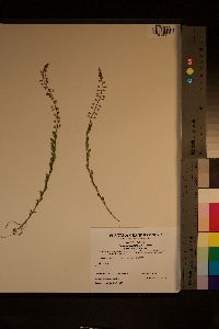 Polygala crenata image