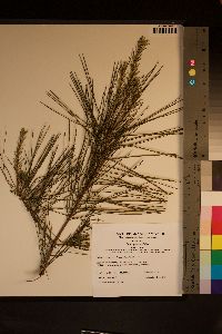 Pinus glabra image