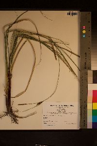 Carex striata image