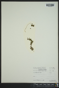 Cystopteris protrusa image