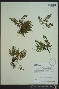 Asplenium montanum image