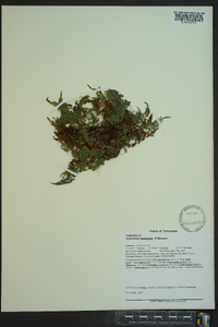 Asplenium montanum image