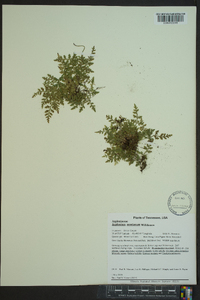 Asplenium montanum image