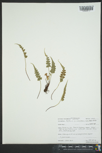 Asplenium pinnatifidum image