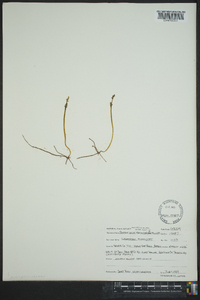 Botrychium matricariifolium image