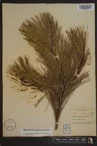 Pinus rigida image