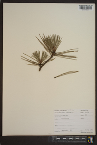 Pinus rigida image