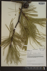 Pinus rigida image