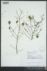 Tsuga canadensis image