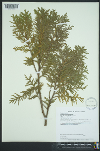 Thuja occidentalis image