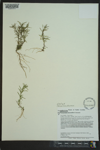 Polypremum procumbens image