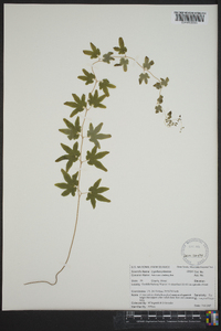 Lygodium palmatum image